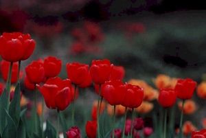 Field of Flowers